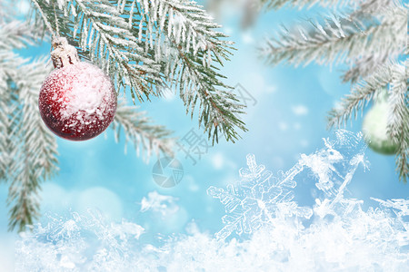 雪中白色树枝圣诞节设计图片