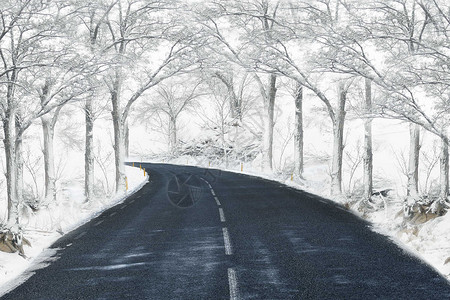 树冰冬天的马路设计图片