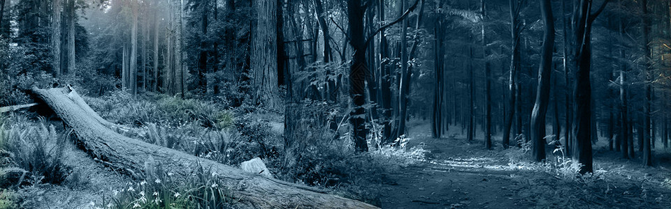 松林散步小道森林设计图片