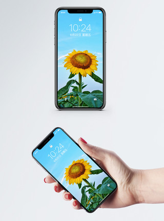 高清向日葵壁纸向日葵手机壁纸模板