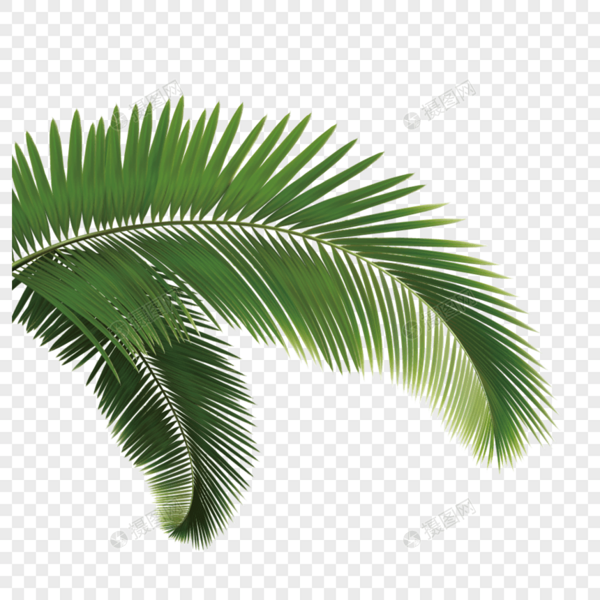 椰树叶子元素图片