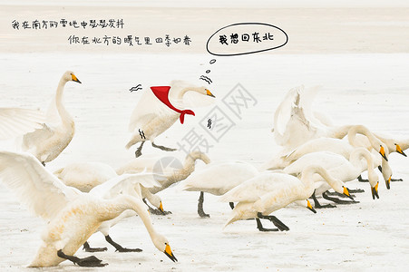白色的鹅鹅想回东北插画
