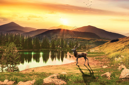 夕阳中麋鹿森林湖边的鹿设计图片
