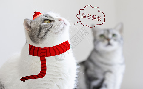 红宽边框素材可爱小猫喜庆祝新年快乐插画