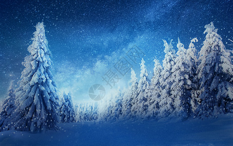 雪松柏树雪夜设计图片