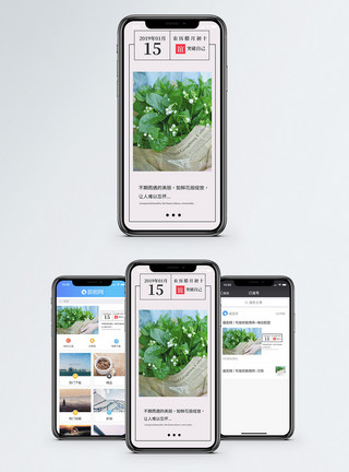 鲜花日签每日一签手机海报配图模板