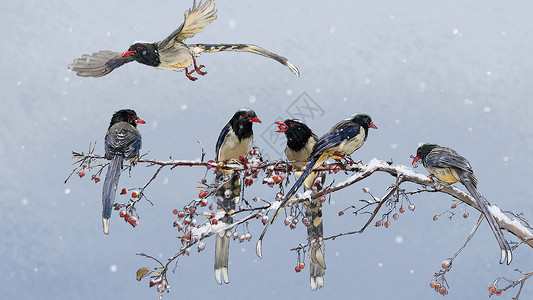 冬天的鸟雪和鸟插画