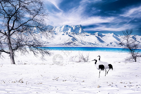 一对鸟冬季雪景设计图片