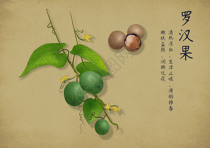 罗汉果花茶手绘中药插画