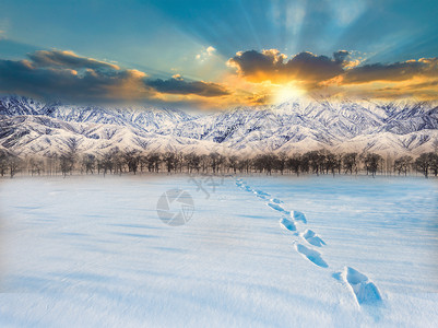 阳光下的雪地夕阳下的雪景设计图片