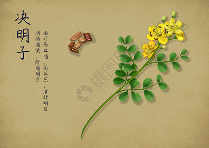 决明子植株手绘中国风中药插画