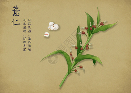 中国棉花手绘中国风插画插画