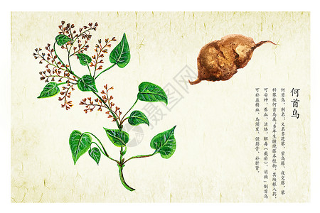 草本植何首乌插画