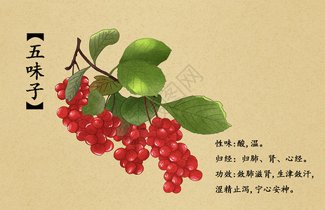 无籽红提中草药五味子插画插画