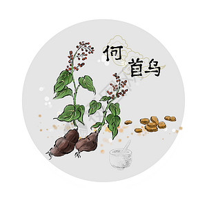 中草药插画何首乌根茎高清图片