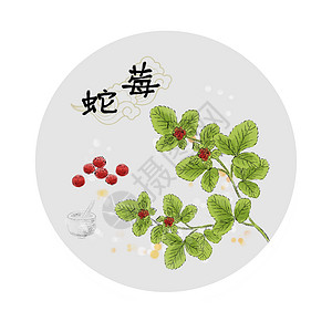中草药插画中国印象蛇莓高清图片