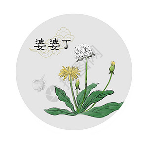 婆婆纳中草药插画插画