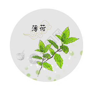 绿色植物薄荷中草药插画插画