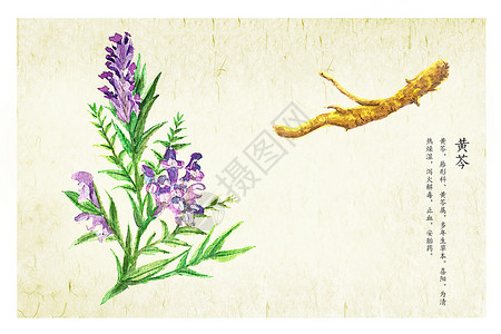 黄芩黄芩植物高清图片