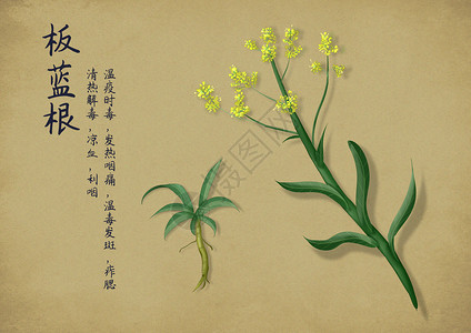 板蓝根植物中国风手绘中药插画