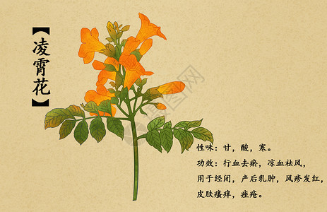 中草药凌霄花插画高清图片