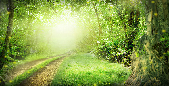 爱尔兰美景春天的梦幻森林设计图片