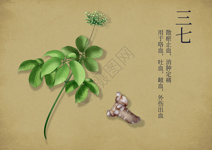 植物根茎中国风手绘养生中药插画