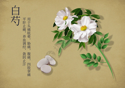 植物根茎中国风手绘中药养生插画