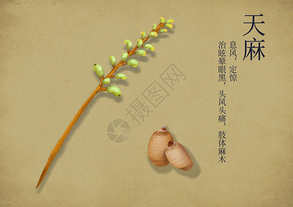 植物根茎手绘中国风中药养生插画