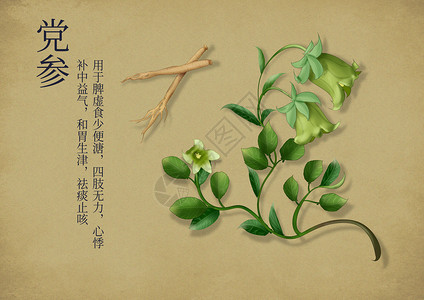 植物根茎手绘中国风中药养生插画