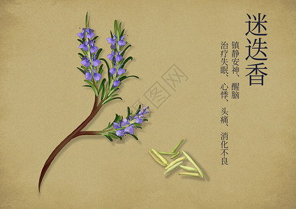 迷迭香花中国风手绘中药养生插画