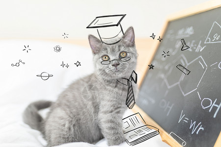 猫咪教授猫咪老师高清图片