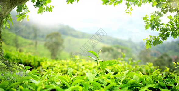 橄榄种植园春天的风景设计图片