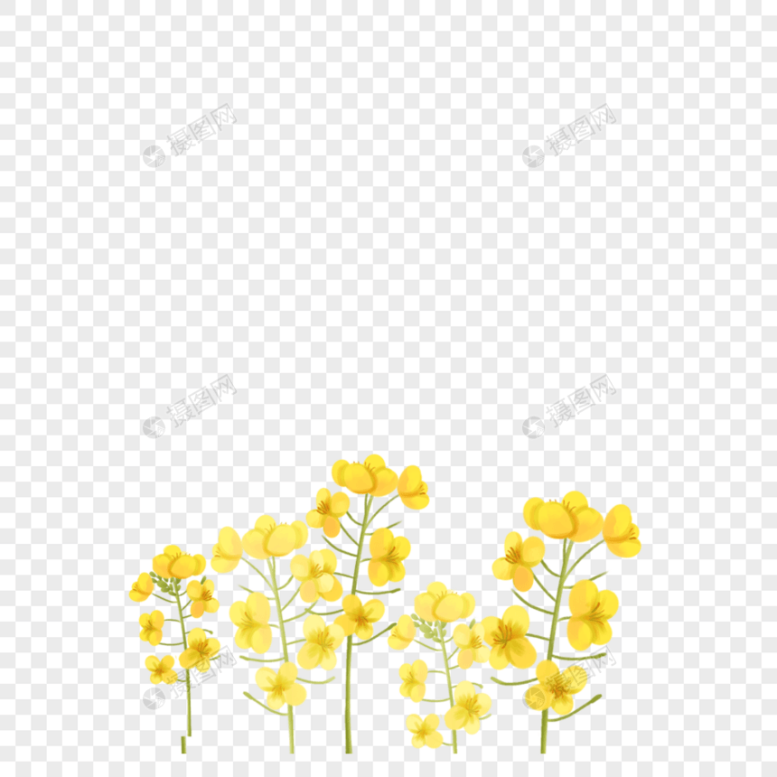 黄色的花图片