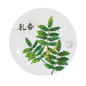 中草药插画草本植物插画高清图片