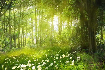 绿树浓荫梦幻森林场景设计图片