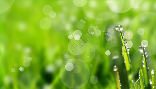 小草露珠春天的植物设计图片