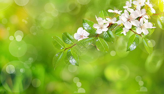 白花树春天风景设计图片