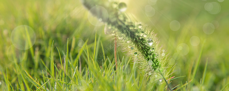 草地露珠春天的植物设计图片