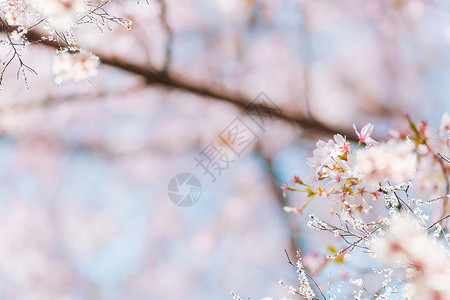 春天开花的树枝樱花设计图片