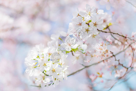 春天开花的树枝樱花背景设计图片