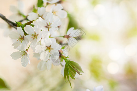 美丽的樱桃树樱花背景设计图片