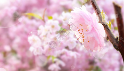 从樱花芽开花春天的植物设计图片
