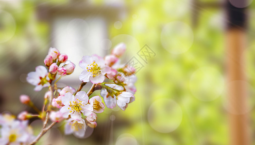 一朵美丽樱花春天的植物设计图片