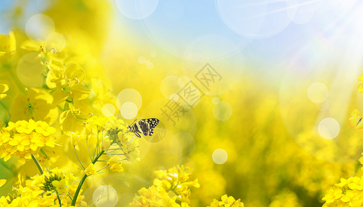 花朵蜜蜂边框油菜花设计图片