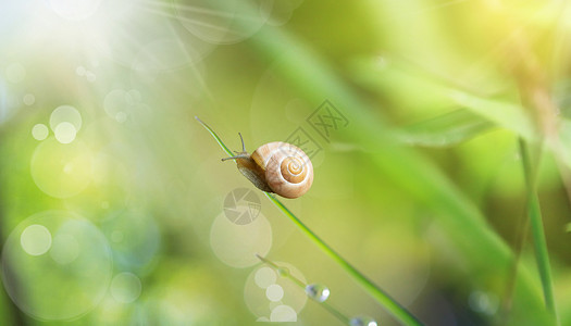 蜗牛爬行春天风景设计图片