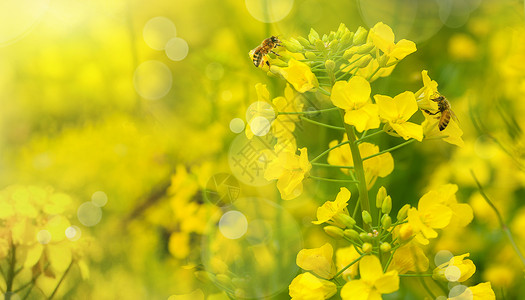 黄色蜜蜂标签春天花朵设计图片
