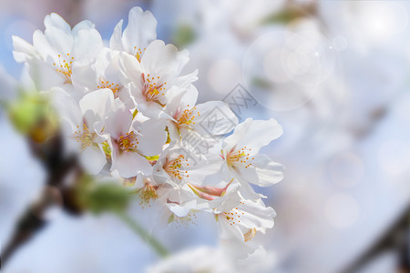 美丽的樱桃树樱花设计图片