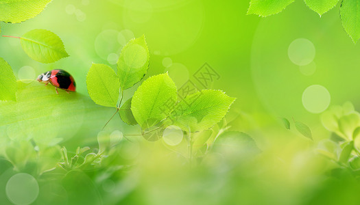 吃树叶的瓢虫春天风景设计图片