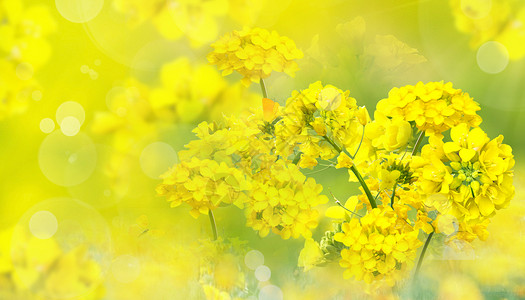 春天油菜花花朵背景图片